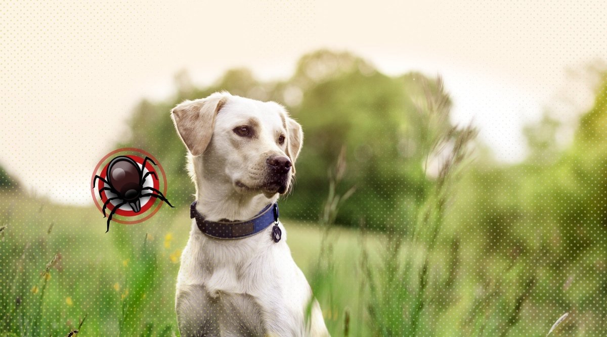 ironi Ønske Udstyre Tick ​​bide i hunden? Dyrlæge giver tip | Aniforte Magazine