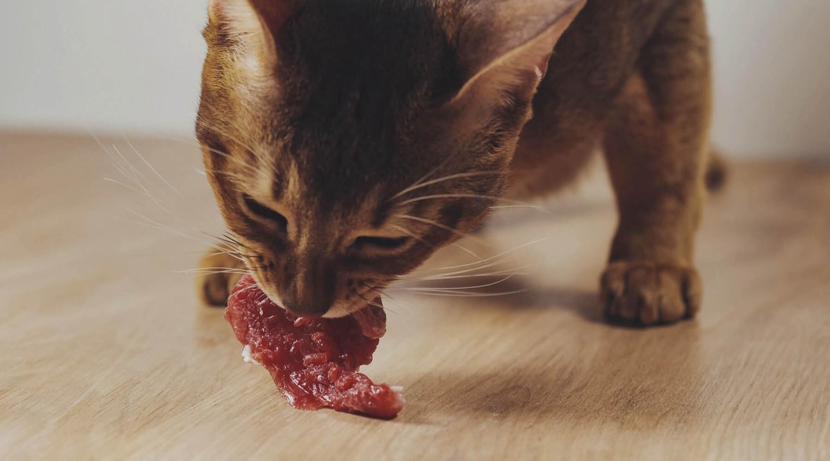 Barfen Katze – Erste Schritte bei der Rohfütterung - AniForte