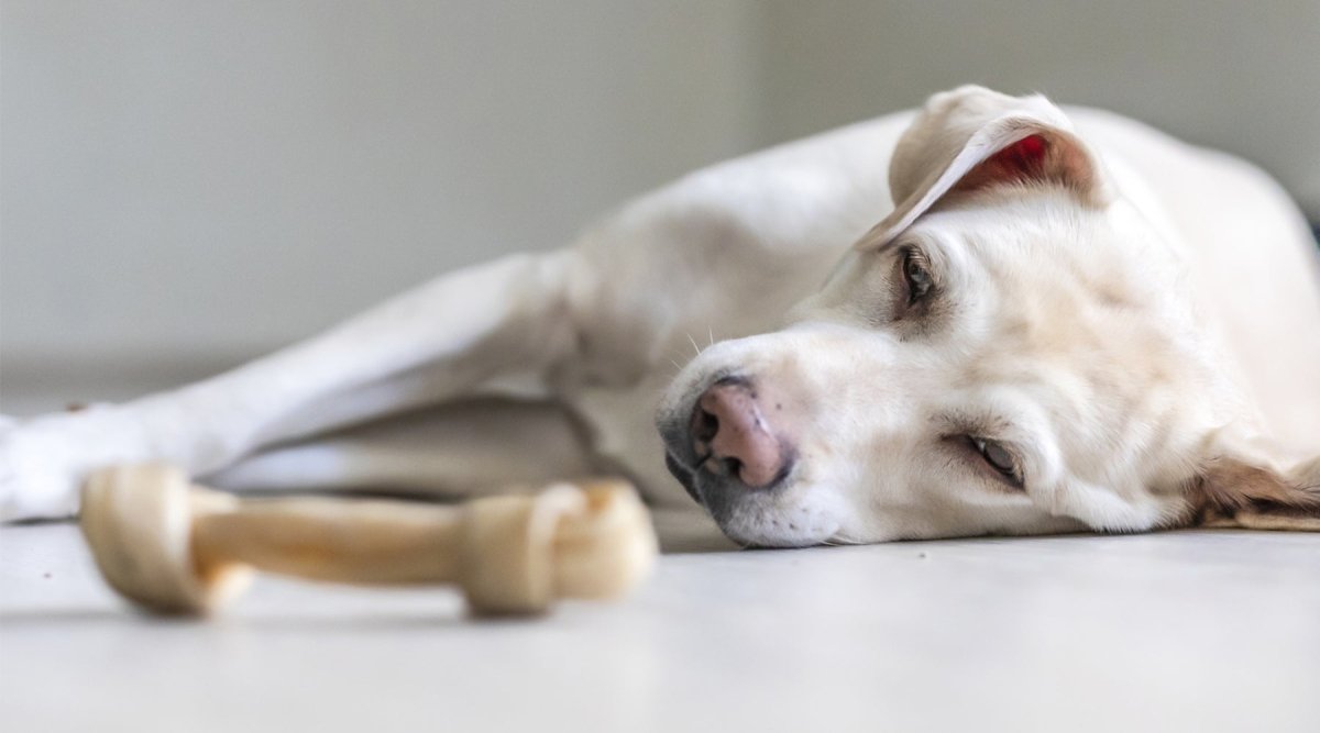 Gastritis - Was Deinem Hund auf den Magen schlägt - AniForte