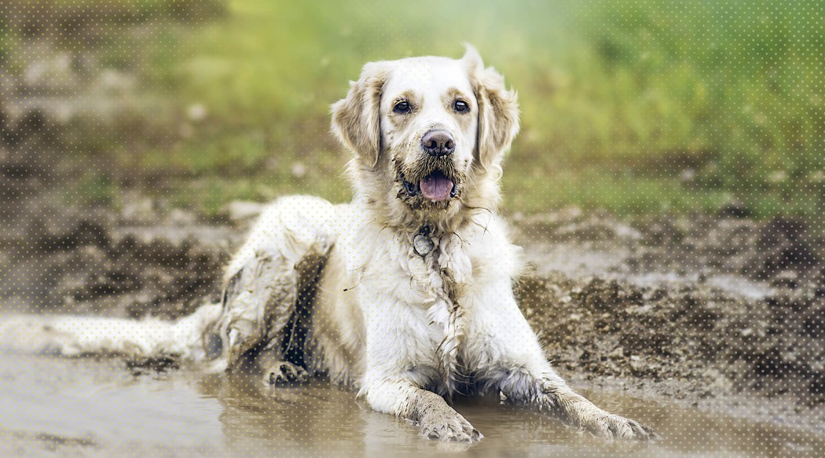 Giardien beim Hund - Kann sich mein Hund durch Pfützenwasser anstecken? - AniForte
