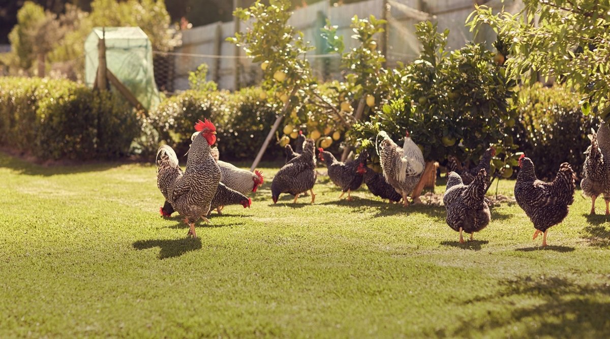 Hühner halten im Garten – Tipps für Anfänger - AniForte