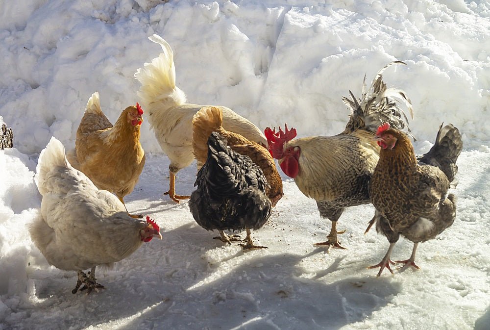 Immunsystem unserer Hühner stärken - AniForte