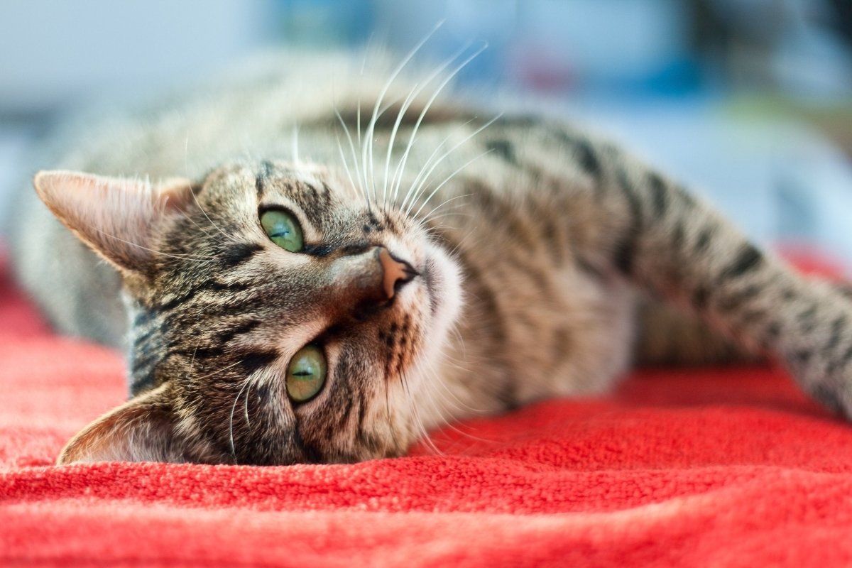 Katzen pupsen – Blähungen wegen falscher Ernährung? - AniForte