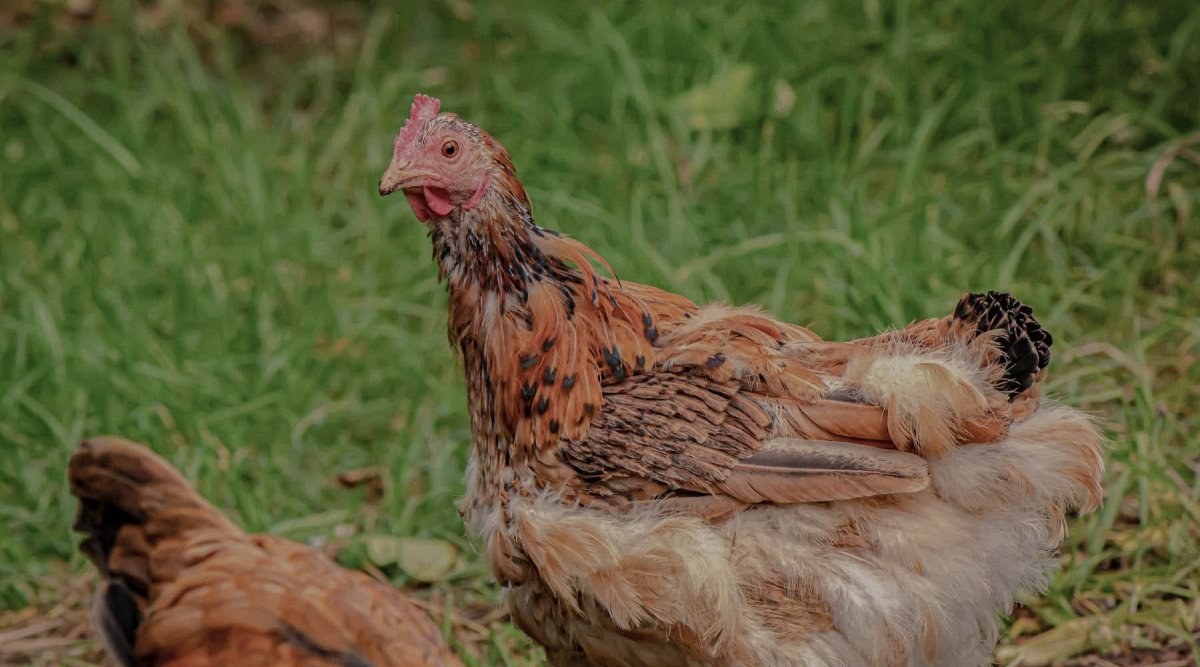 Mauser bei Hühnern – Natürlich unterstützen - AniForte