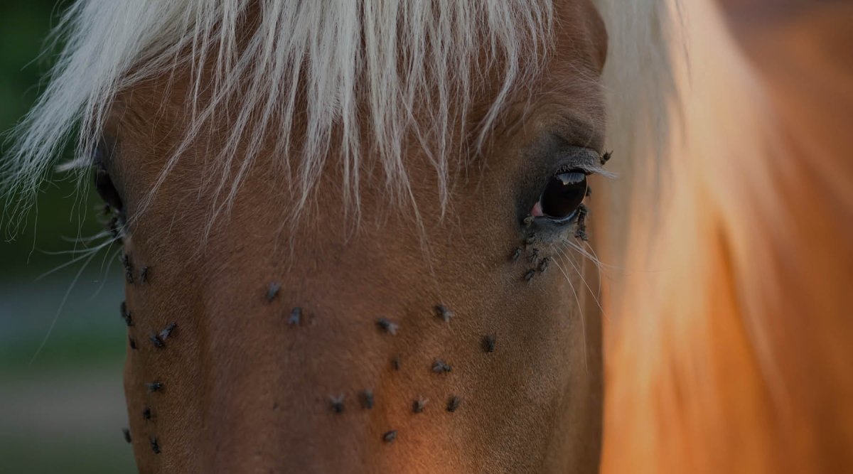 Pferdebremsen – So kannst Du Dein Tier schützen - AniForte