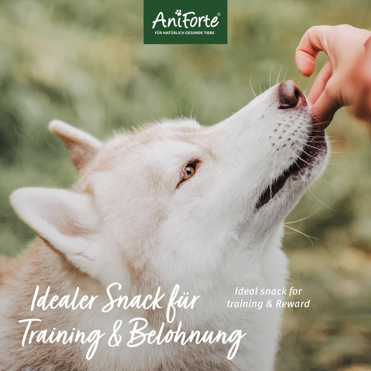 Dog Snacks Huhn - AniForte